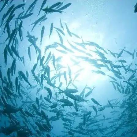 可持续渔业和海产品